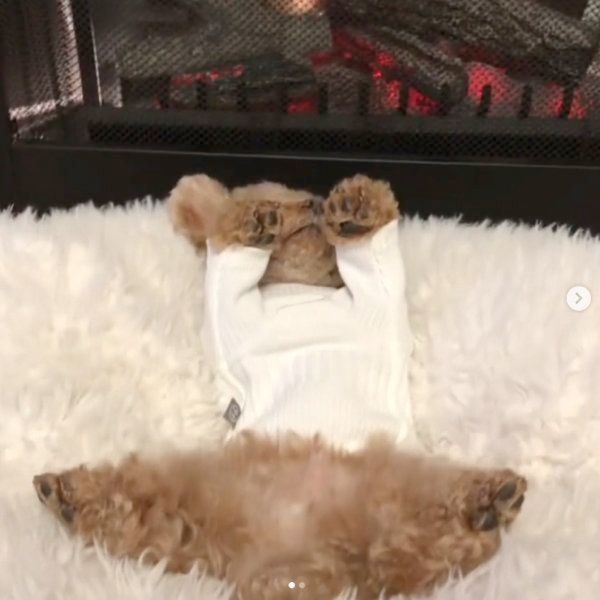 ヘソ天するトイ・プードル