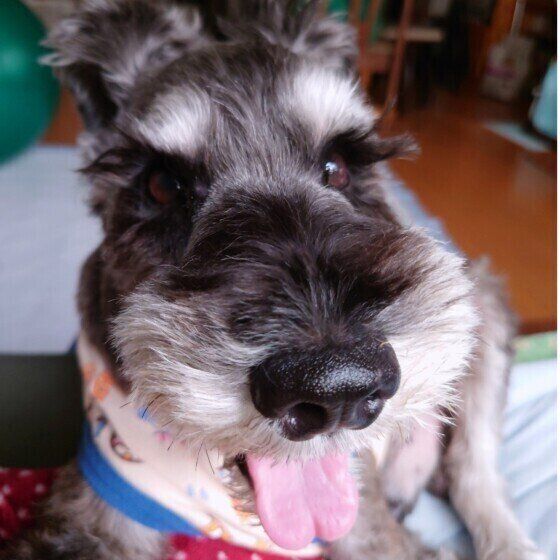 ミニチュア・シュナウザー