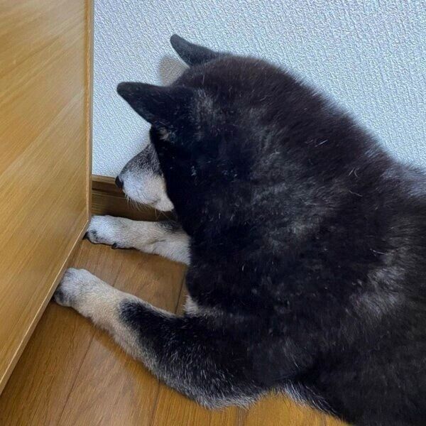 棚の隙間を見つめる富士ちゃん