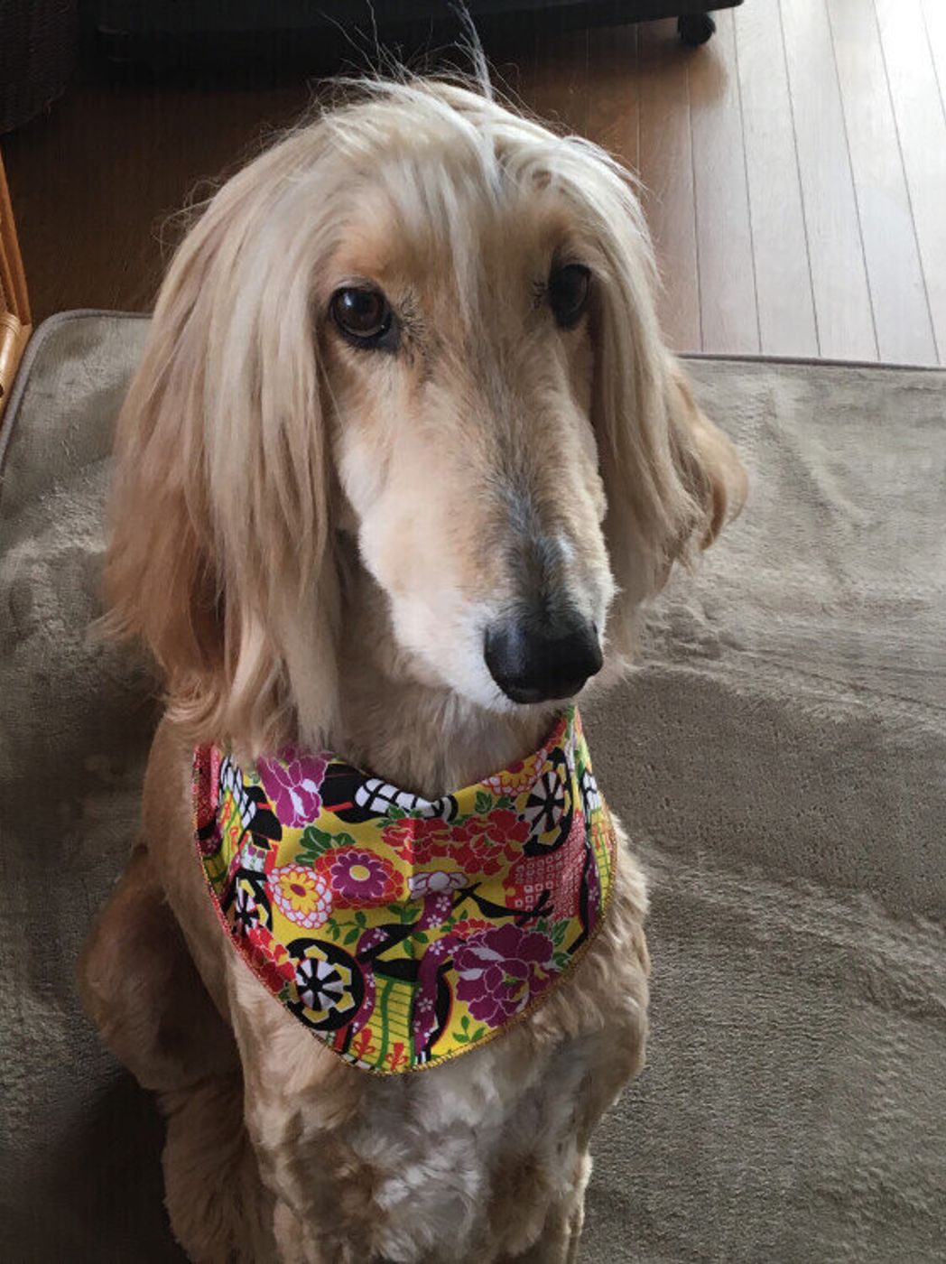 アフガン ハウンドの特徴 性格 最新価格と飼い方 いぬのきもち 犬図鑑 いぬのきもちweb Magazine アフガン ハウンドの特徴 性格 最新価格と飼い方 いぬのきもち 犬図鑑 いぬのきもちweb Magazine