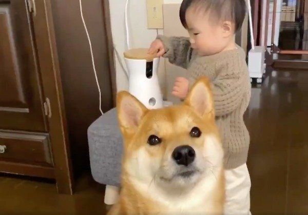 犬用ボーロが気になる妹ちゃん