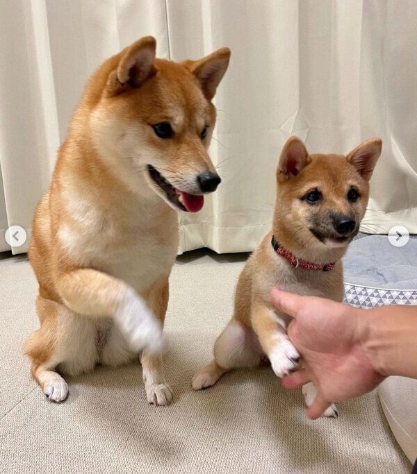 「おて」をするまるちゃんとはなちゃん