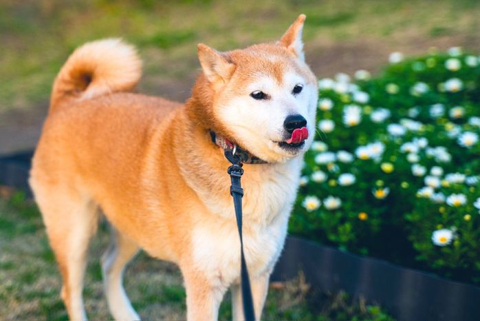 散歩中に愛らしい表情を見せるテルオくん