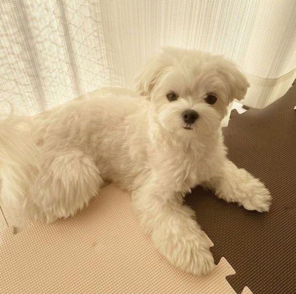 見つめるちまちゃん