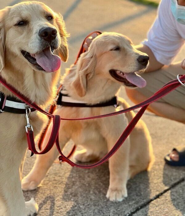 散歩をするぷぅちゃんとつゆちゃん