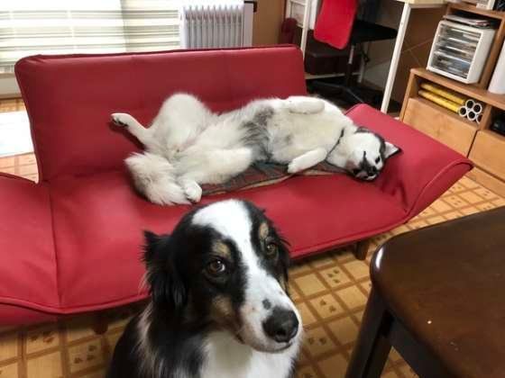 オッサンのように寝転がるシベリアン・ハスキー