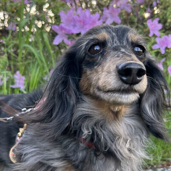 犬が自分の体を舐める理由とは キレイにしている? それともストレス? いぬのきもち
