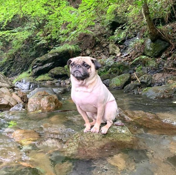 川遊びをするパグ