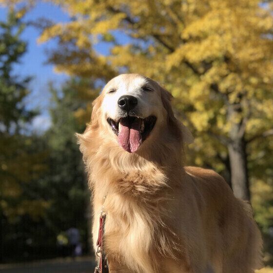 ゴールデン・レトリーバー