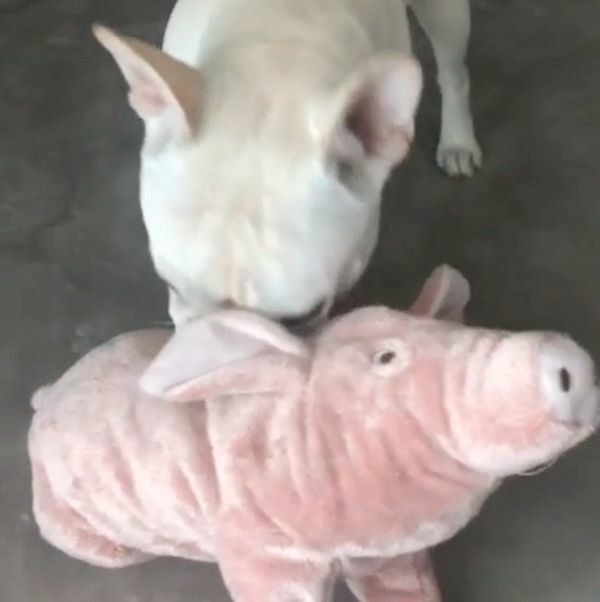 新入りさんの身体検査をするフレンチ・ブルドッグ