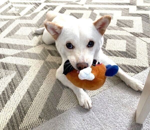 おもちゃをくわえるえるちゃん