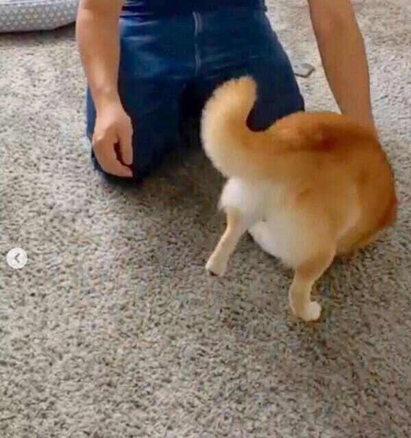 出張から帰ってきたパパさんを歓迎する福来くん