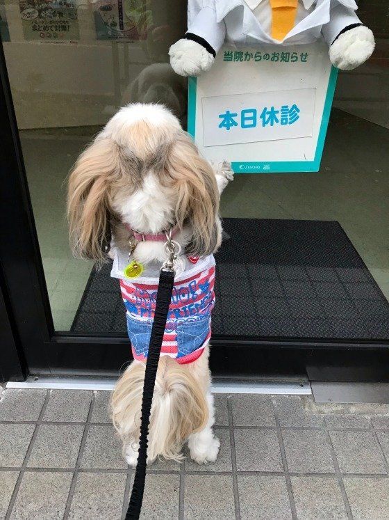 犬との引越しの際にやっておくべき5つのこと