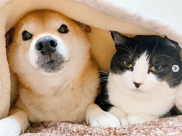 布団に入るうららちゃんとからしちゃん