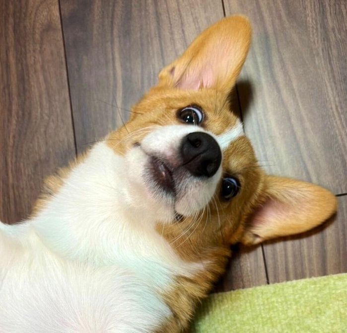 お客さんに「なでろ」の圧をかけるむぎちゃん