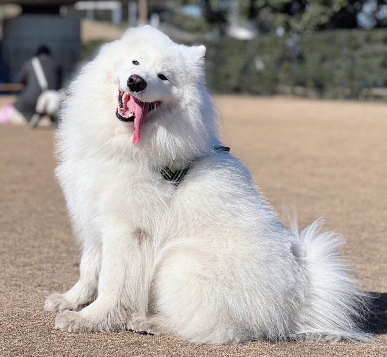 ドッグランで最高の笑顔を見せるダッツくん