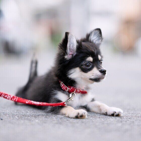 夏から秋にかけて多くなる犬の体調不良の原因と秋の体調管理方法とは いぬのきもち