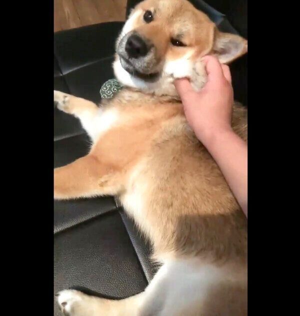 まったりするおにぎりくん