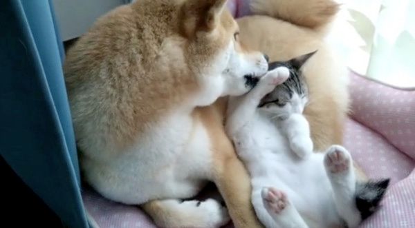 子猫のお世話をする柴犬