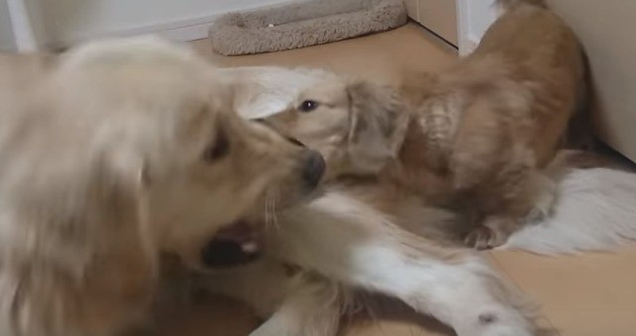 大型犬と小型犬 一緒に飼ってるとこうなる ケンカの勝者はどっちだ いぬのきもちweb Magazine 大型犬と小型犬 一緒に飼ってるとこうなる ケンカの勝者はどっちだ いぬのきもちweb Magazine