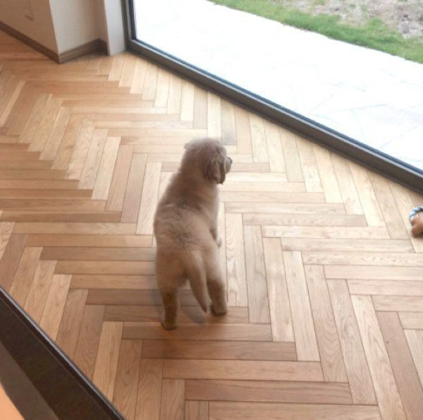 外を眺めるこはるちゃん