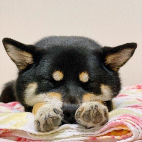 【獣医師解説】エキノコックス症ってどんな病気？犬の飼い主として知っておくべき正しい知識と注意点 いぬのきもち