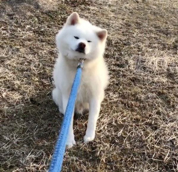 お散歩中にストライキを起こす秋田犬