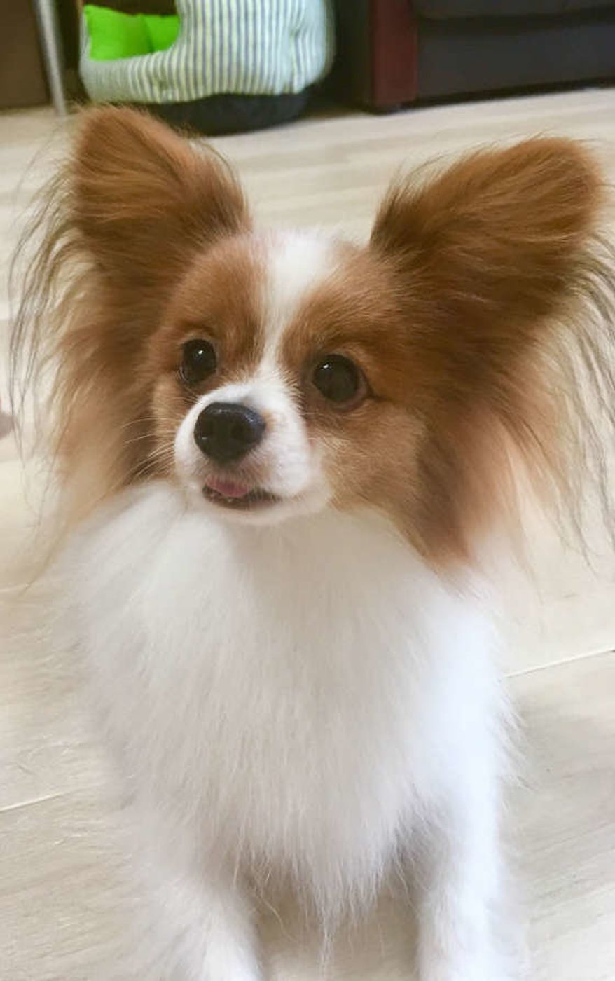 犬の脱走には 意外な理由 も 注意したい場面と対策法も解説 いぬのきもちweb Magazine 犬の脱走には 意外な理由 も 注意したい場面と対策法も解説 いぬのきもちweb Magazine