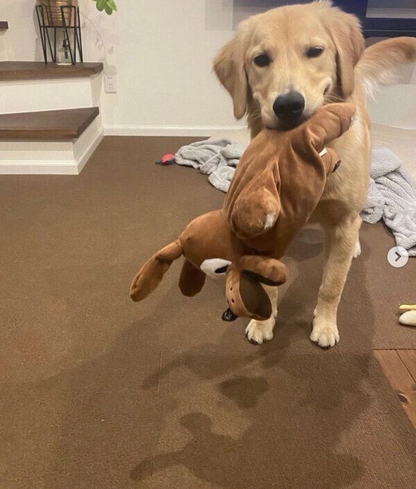 おもちゃをくわえるテアちゃん