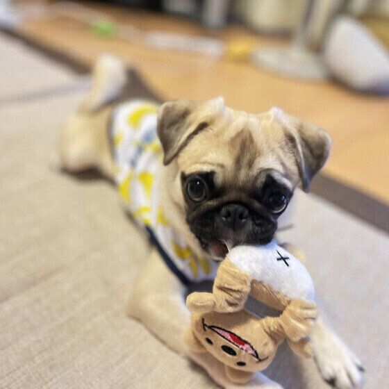 おもちゃを咥えるパグのRaLaちゃん