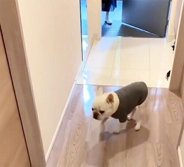 振り返るやまわきちゃん