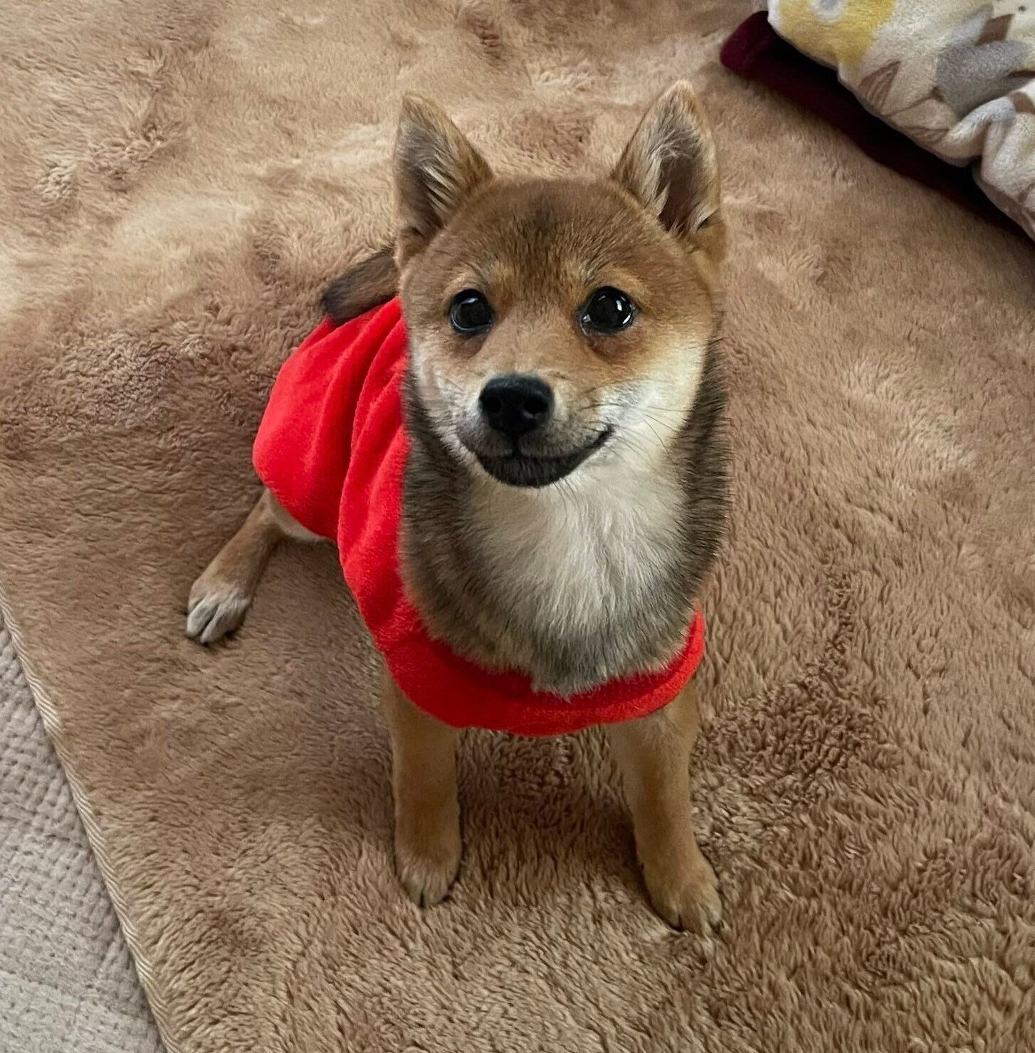 見つめるメイちゃん