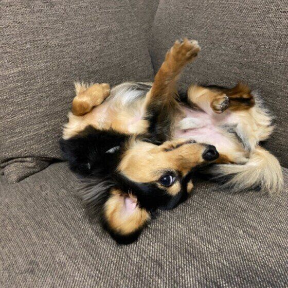 お返事してるみたいなポーズの琥珀ちゃん