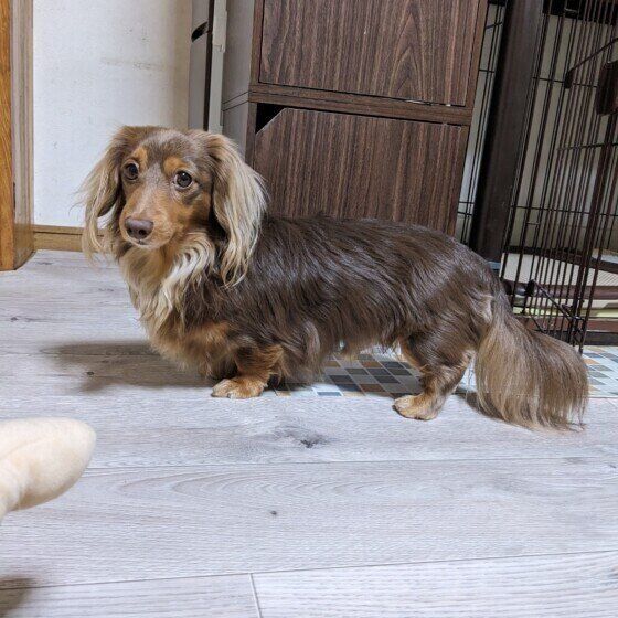 カニーンヘン・ダックスフンドのラテくん