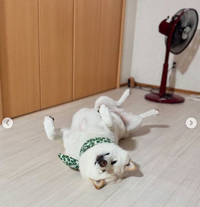 扇風機の前でヘソ天するごん太くん