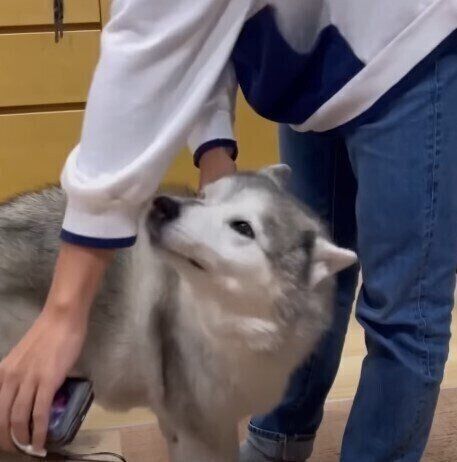 お兄ちゃんのナデナデ大好き♡