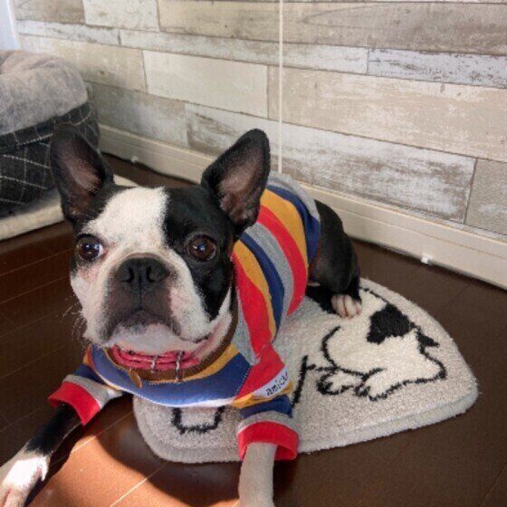 ボストン・テリアのむぎちゃん♪