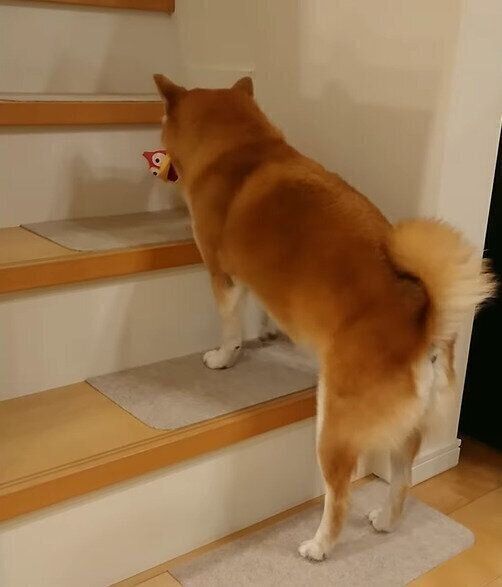 おもちゃを咥えて階段を上ろうとする茶々丸ちゃん