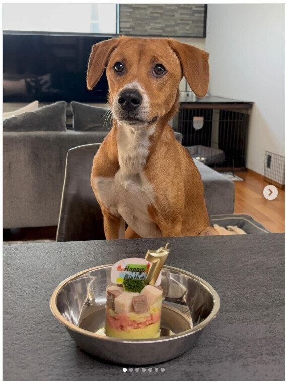 誕生日ケーキを「待て」する犬