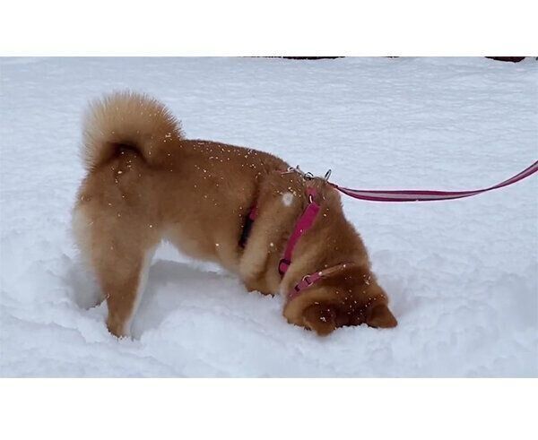 雪が降る中お散歩をするゆきちゃん