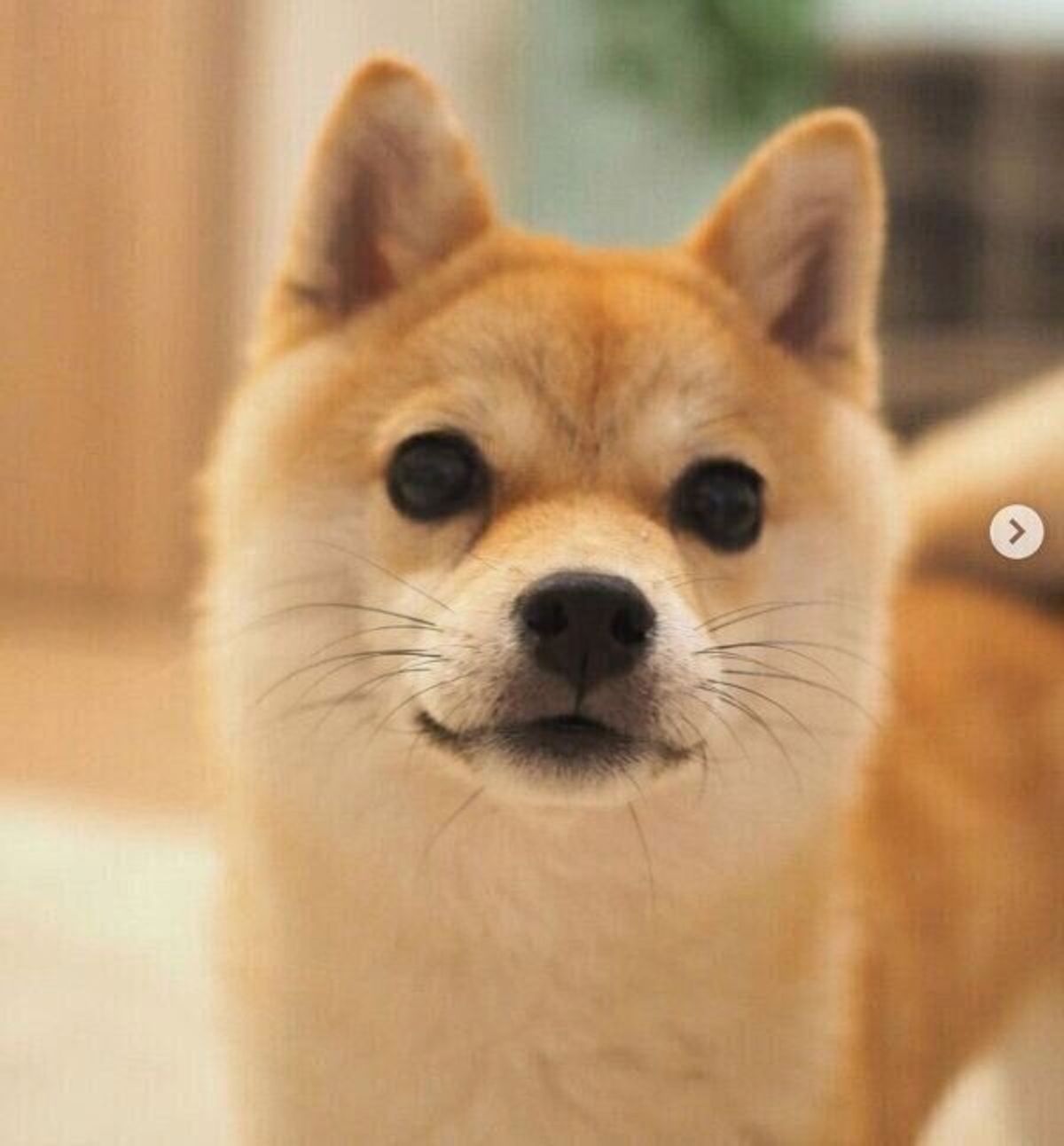 換毛期と重なって激し目に変化 豆柴子犬の急成長ぶりにグッとくる いぬのきもちweb Magazine 換毛期と重なって激し目に変化 豆柴子犬の急成長ぶりにグッとくる いぬのきもちweb Magazine