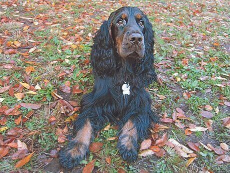 ハンガリーから日本に来た生後7か月ごろのポッキーくん