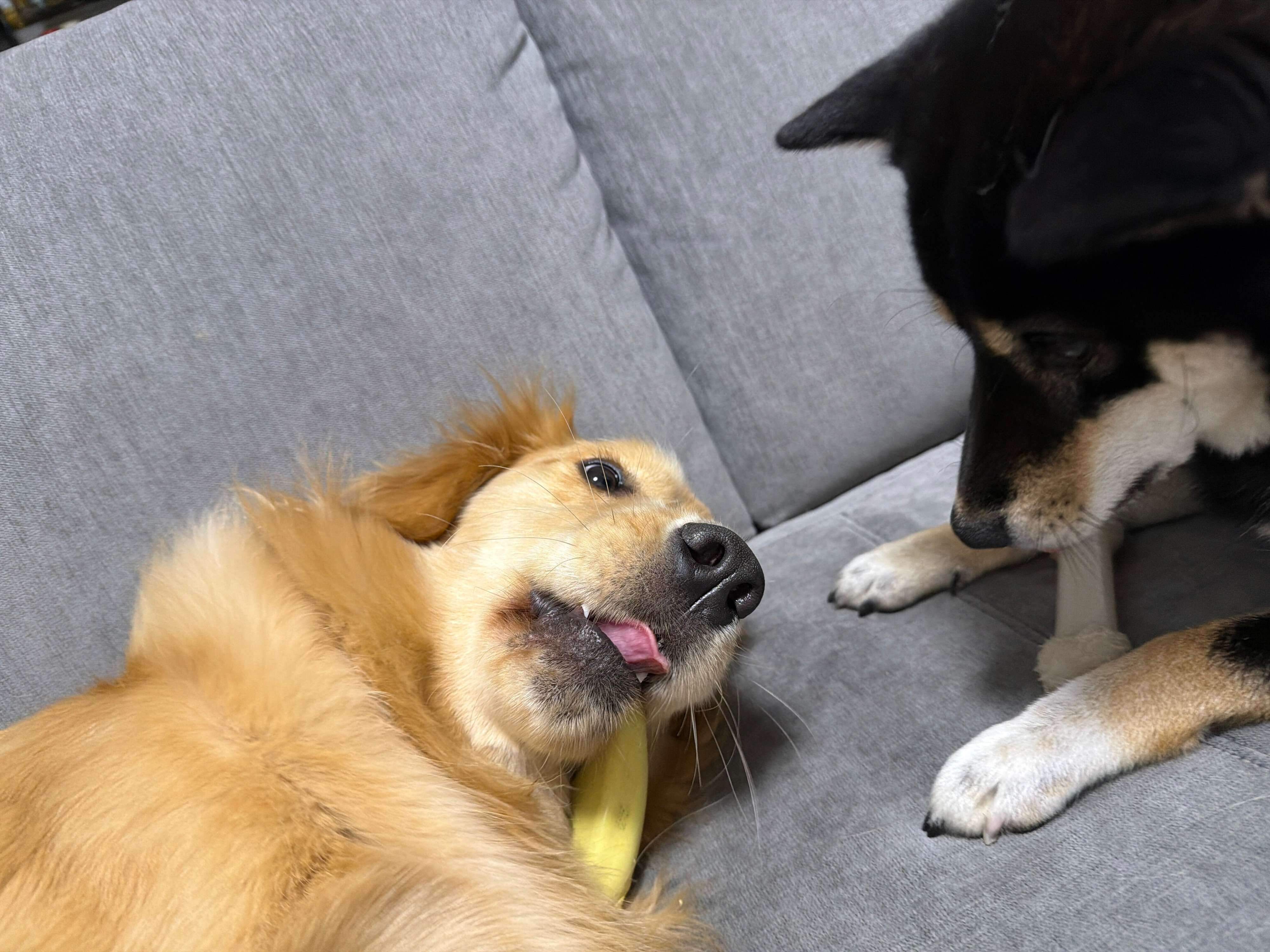 仲良くカミカミする2頭