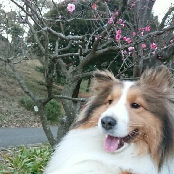 シェットランド・シープドッグの空流風ちゃん