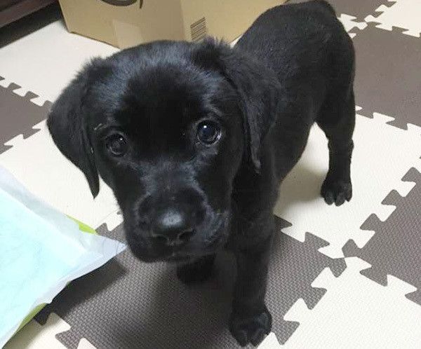 見つめるラブラドール・レトリーバー