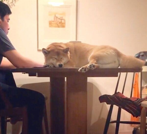 テーブルの上で眠るエマちゃん