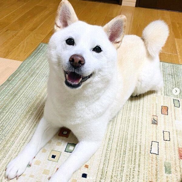 笑顔のきなこちゃん