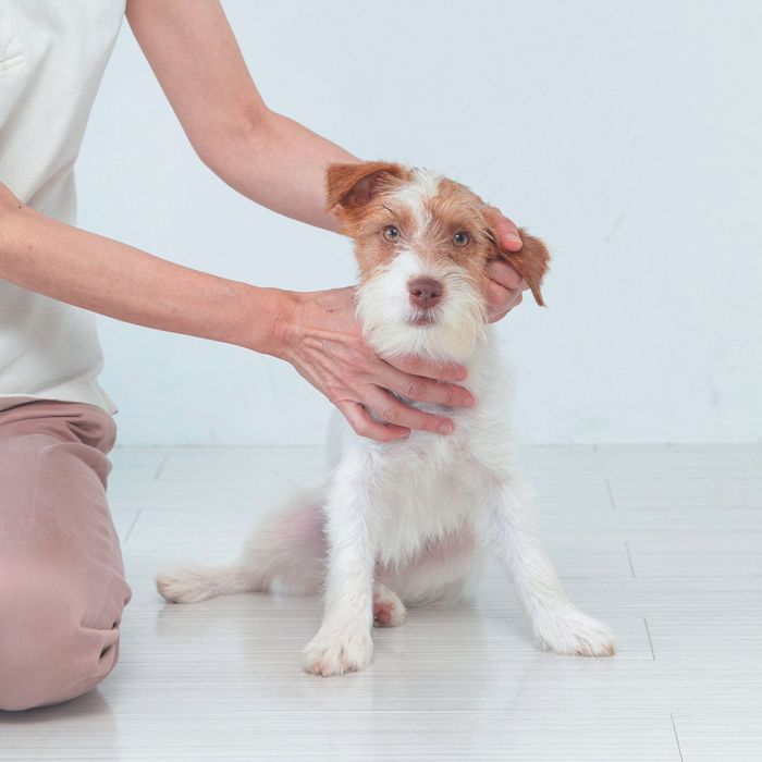 犬が”とろける”なで方があるの?「興奮を静める」「不安を取り除く」犬のなで方も|いぬのきもちWEB MAGAZINE