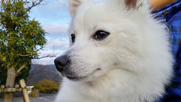 見つめる犬