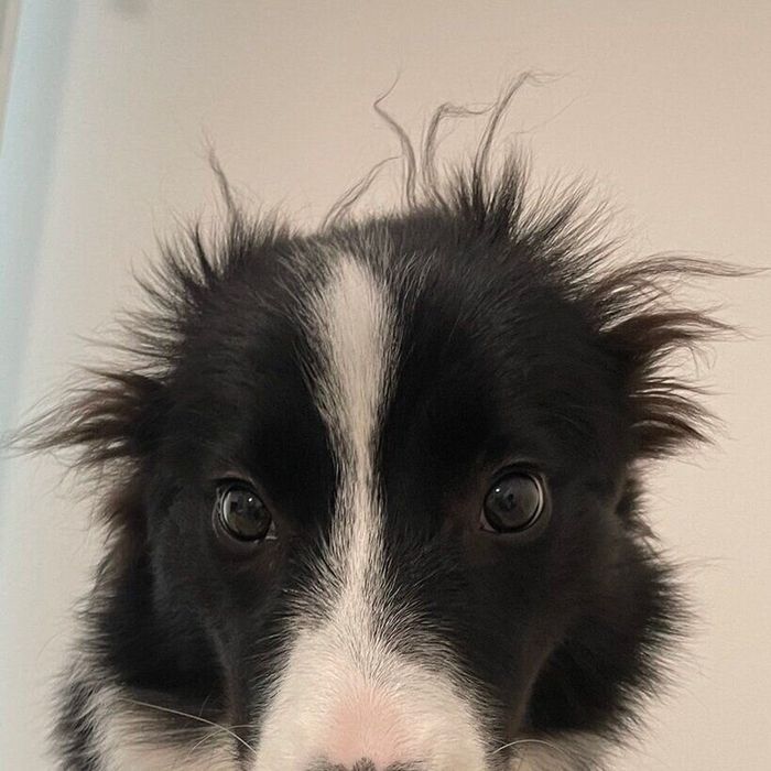 リリーちゃんの“寝グセ”のアップ